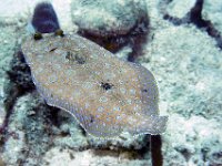 Peacock Flounder change color and markings to blend with background